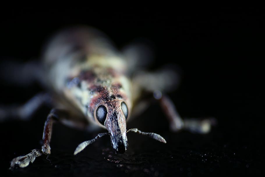 elephant beetle, insect, macro, black, background, nature, detail HD wallpaper