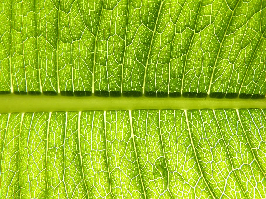 leaf, plant, vein, environment, green color, plant part, full frame HD wallpaper