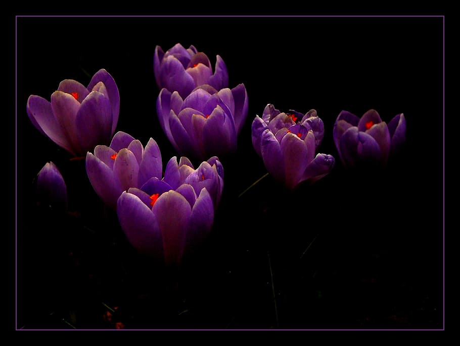 purple petaled flowers, crocus, spring, blossom, bloom, sea of flowers