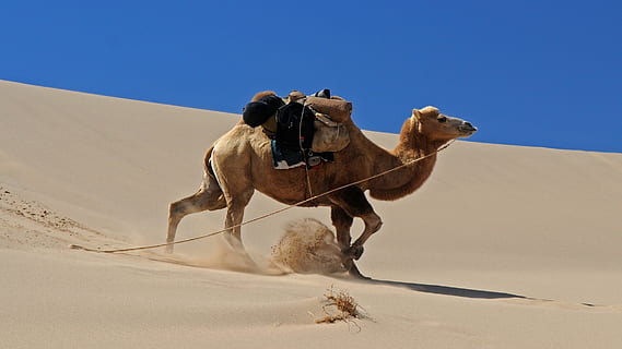 running brown camel on sand, mongolia, desert, dune, movement HD wallpaper