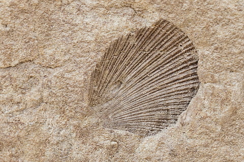 shell, fossil, old, ancient, stone, nature, rock, geology, paleontology HD wallpaper