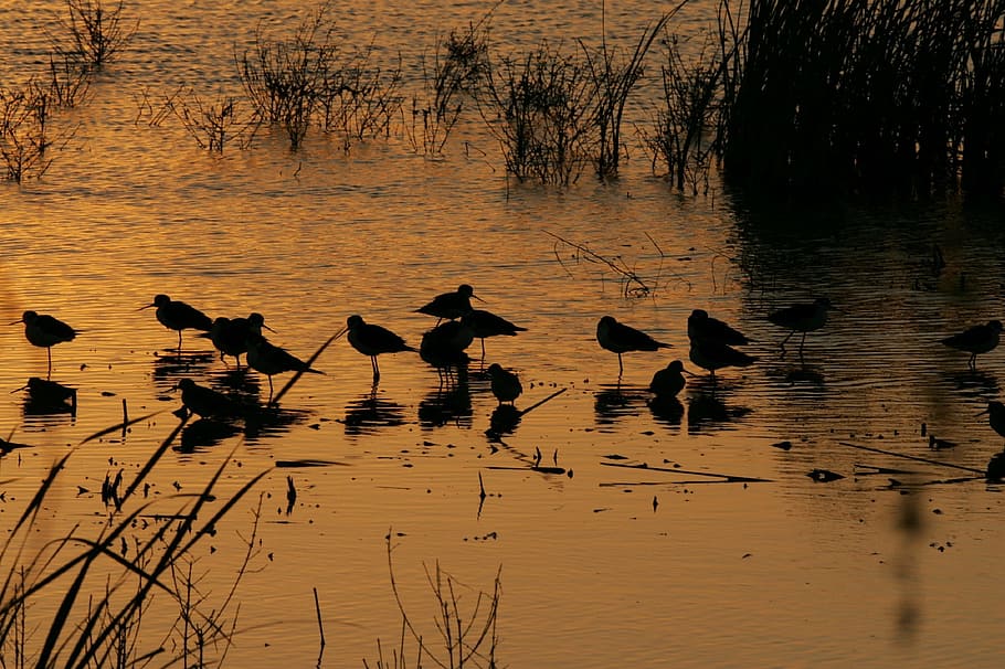 sunset, landscape, twilight, dusk, birds, silhouettes, sunshine HD wallpaper