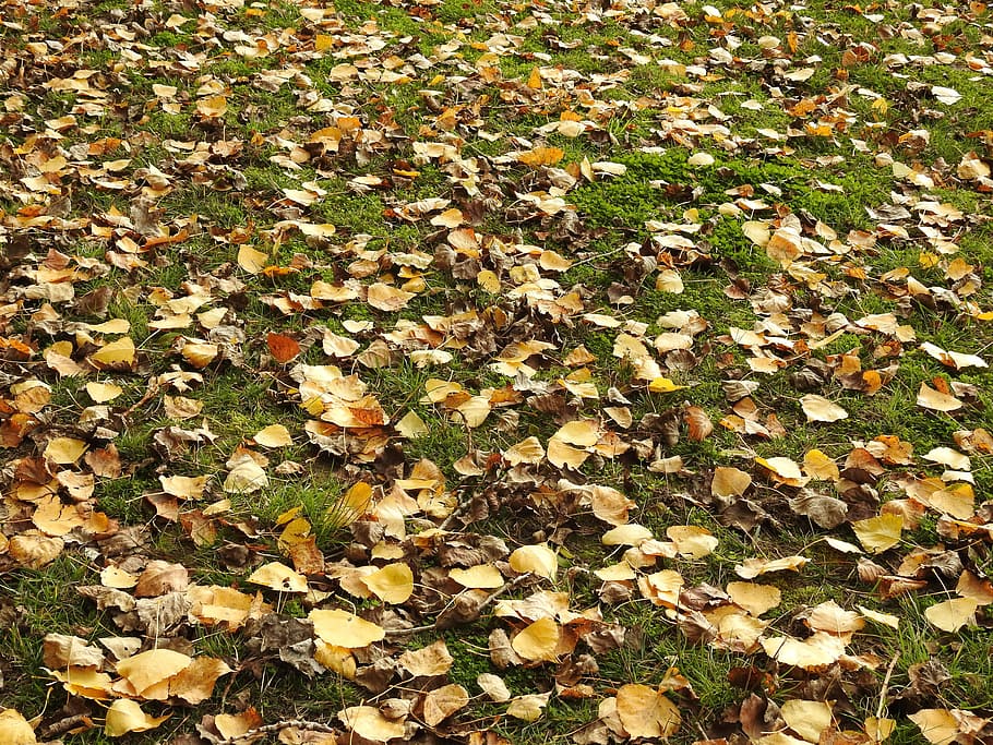 leaves, nature, fall, autumn, leaf, yellow, season, outdoors HD wallpaper