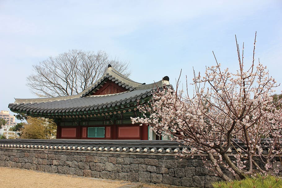 tree beside concrete wall, jeju island, kwan duck jung, korea