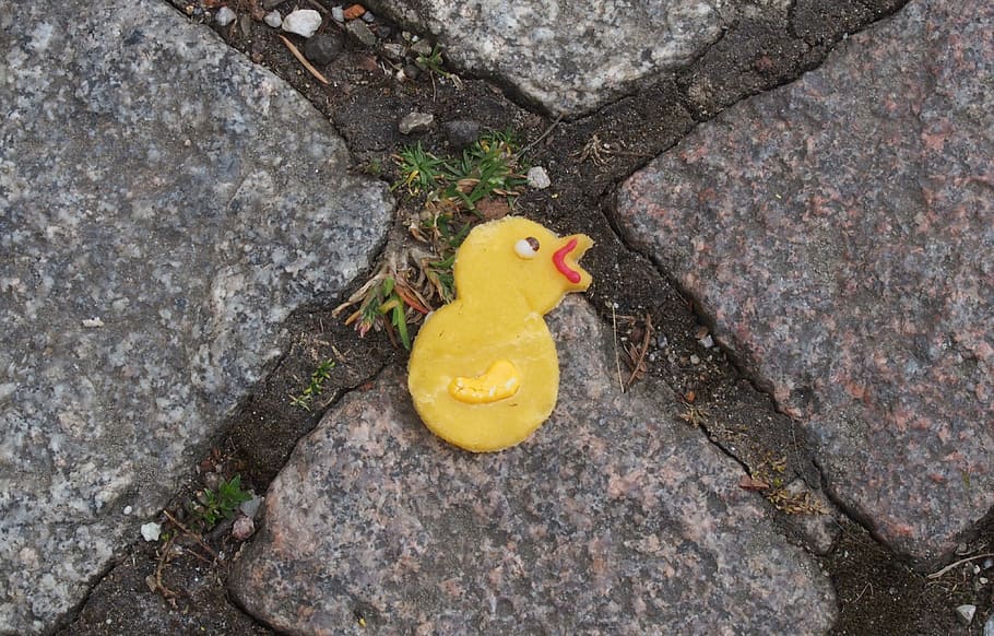 easter, chicks, sweetness, lost, bird, yellow, high angle view HD wallpaper