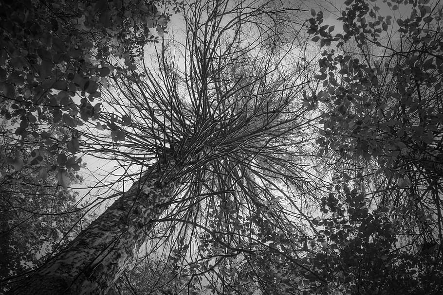 Tree, Forest, Branch, Leaves, Wood, Bw, black, white, sad, branches HD wallpaper