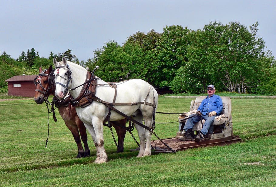 Horses, Pull, Transportation, driving, drawn, fun, unusual HD wallpaper