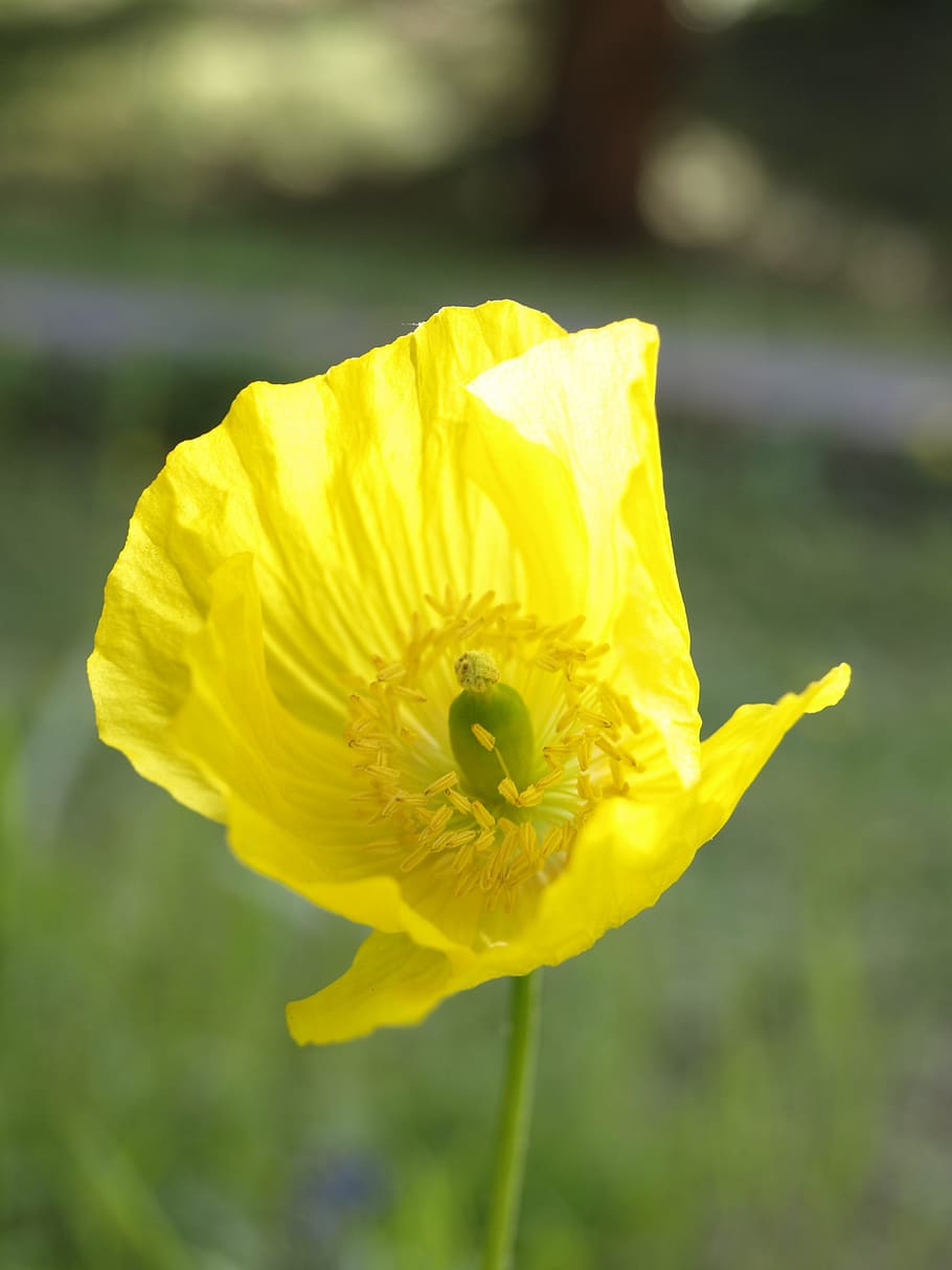 poppy, yellow, blossom, bloom, flower, plant, meconopis cambrica, HD wallpaper
