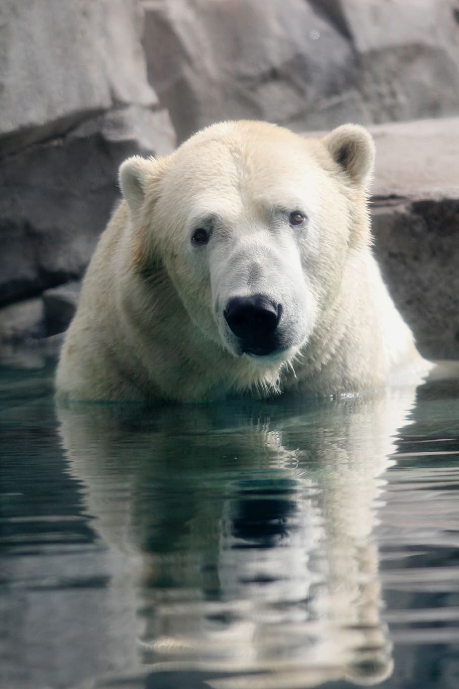polar bear in body of water during daytime, reflection, nature HD wallpaper