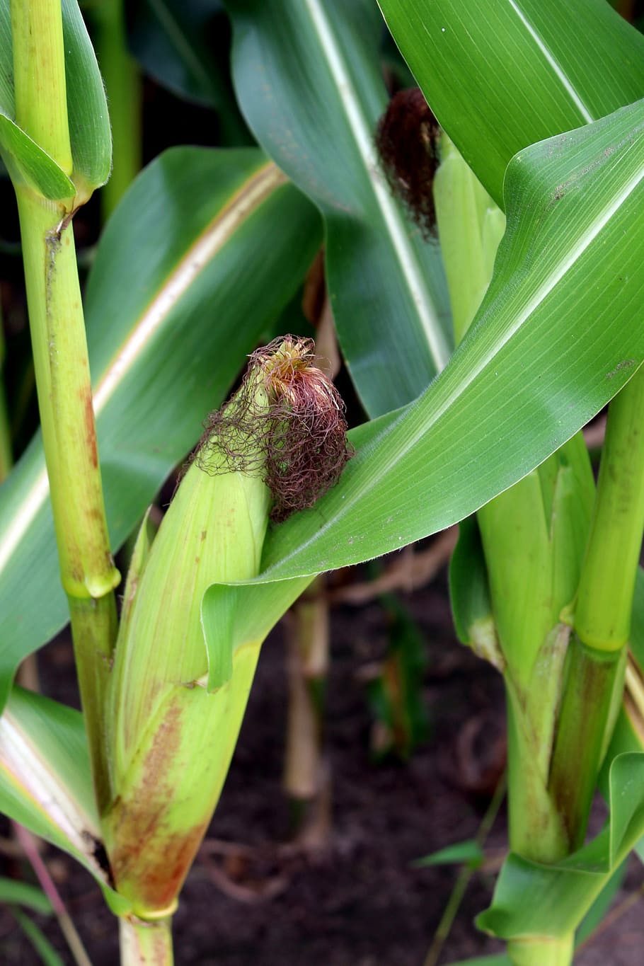 corn, summer, field, plant, agriculture, young, vegetables HD wallpaper