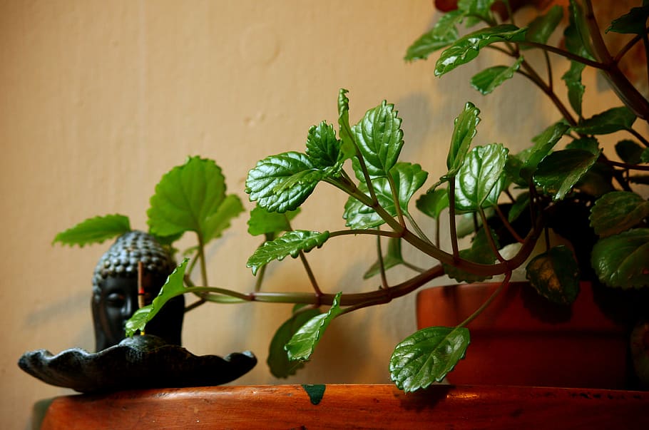 plant, leaf, plants, green, leaves, flowerpot, plant part, growth HD wallpaper