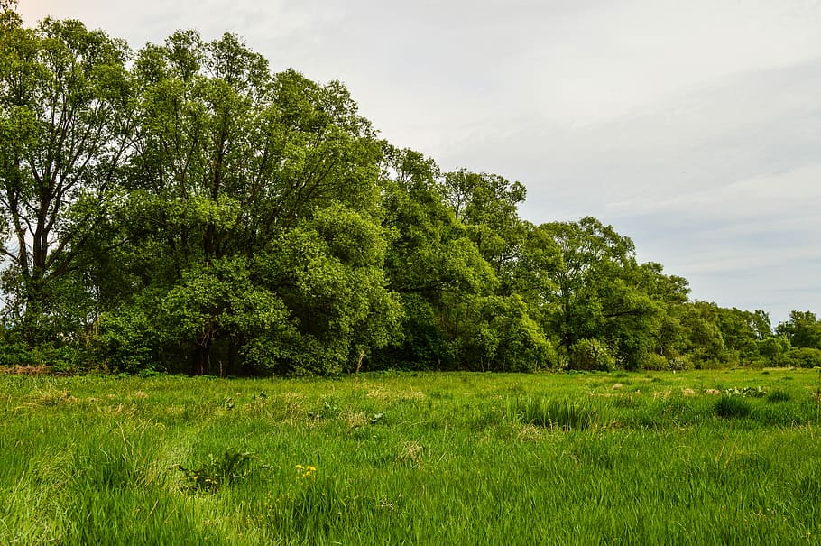 green leafed trees and grass, field, meadow, nature, summer HD wallpaper