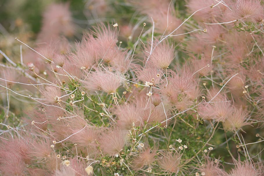 hairy flower, windy, pink, float, plant, meadow, nature, growth HD wallpaper