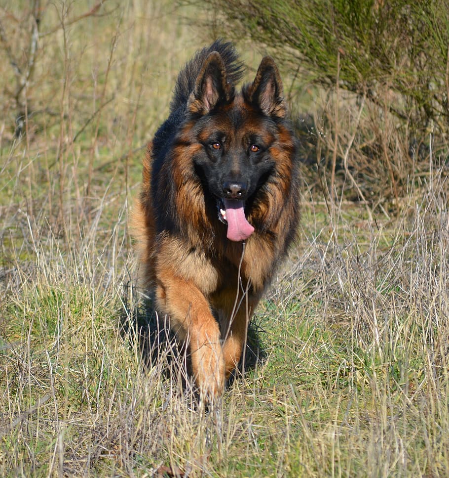 german shepherd, almind, denmark, one animal, canine, dog, animal themes HD wallpaper