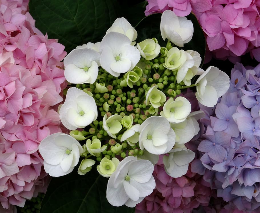 blossom, bloom, hydrangea, close, white, blue, pink, purple HD wallpaper