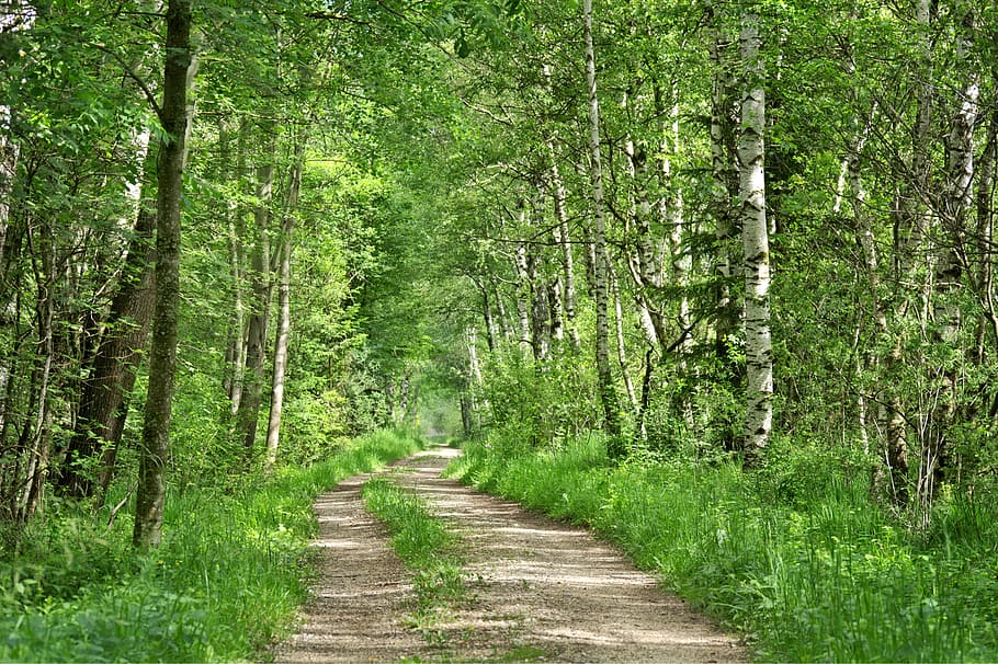 Forest, Away, Nature, Trees, Path, forest path, trail, nature trail HD wallpaper