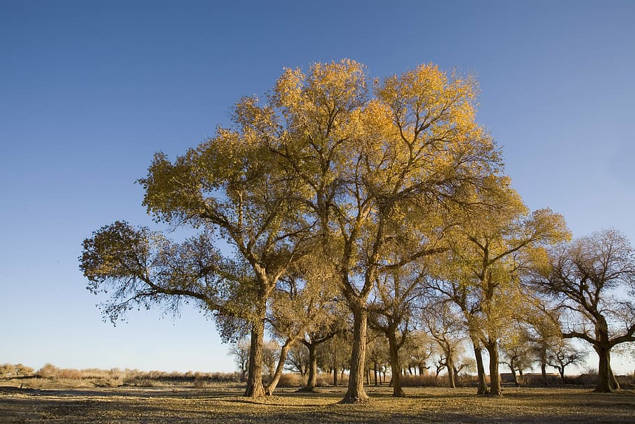 poplar, west, wilderness, tree, plant, autumn, beauty in nature HD wallpaper
