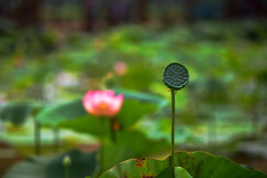 lotus, flower, cold good work, plant, flowering plant, leaf HD wallpaper