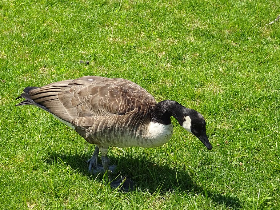duck, grass, nature, animals, animal themes, vertebrate, bird HD wallpaper