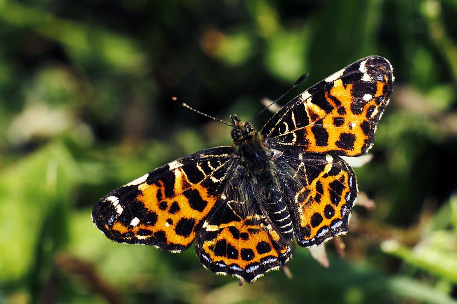 butterfly, nature, summer, spring, green, insect, natural, colorful HD wallpaper