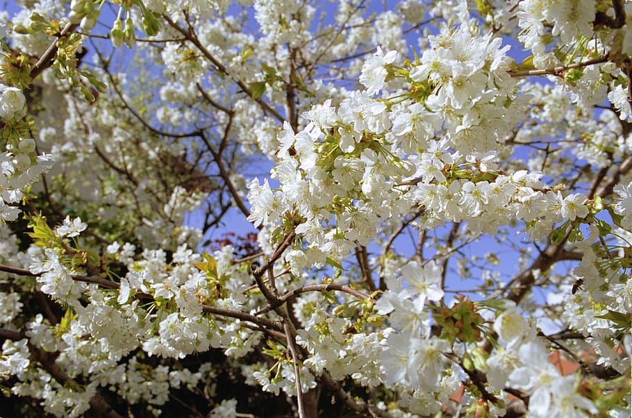 nature, spring, flowers, cherries, flowering plant, fragility HD wallpaper