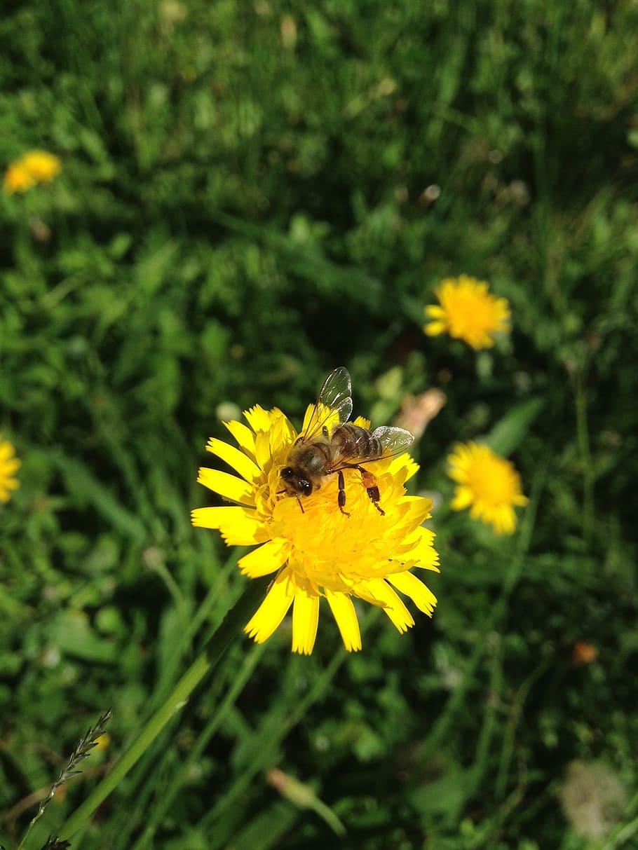 flower, bee, yellow, insect, nature, garden, spring, flowers HD wallpaper