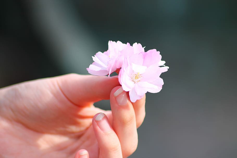 Sakura, Flower, Spring, Cherry, Cherry, Blossom, japanese, garden HD wallpaper