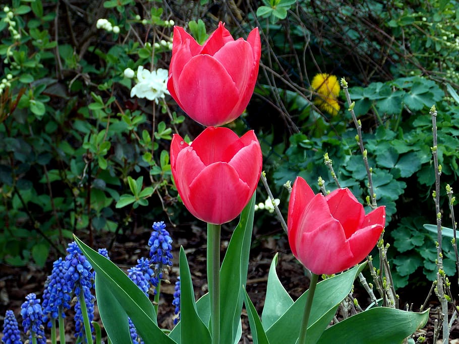 tulips, spring, spring flowers, red, garden, garden flowers HD wallpaper