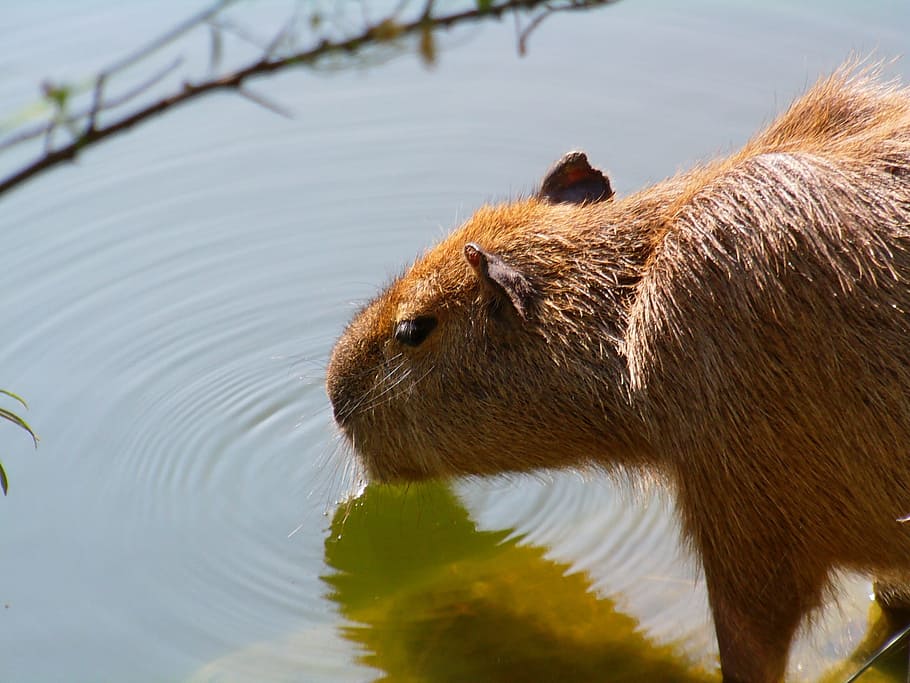 Capybara, Mammal, Animal, Zoo, Drink, wildlife, nature, animals In The Wild, HD wallpaper
