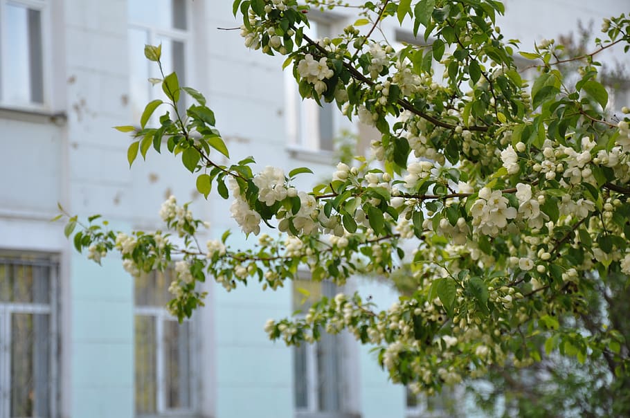 spring, bloom, apple tree, nature, flowers, flowering, living nature HD wallpaper