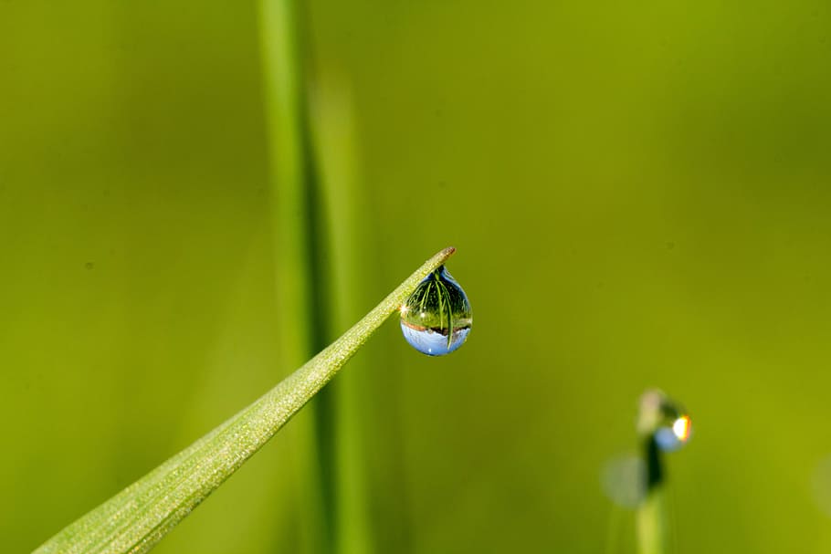 leaf, nature, dew, pearl, growth, blade of grass, drop of water HD wallpaper
