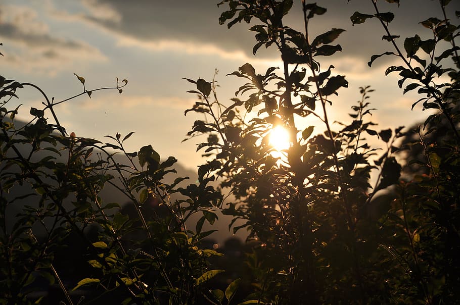 plant, sunset, shadow, abendstimmung, bush, sky, growth, beauty in nature HD wallpaper