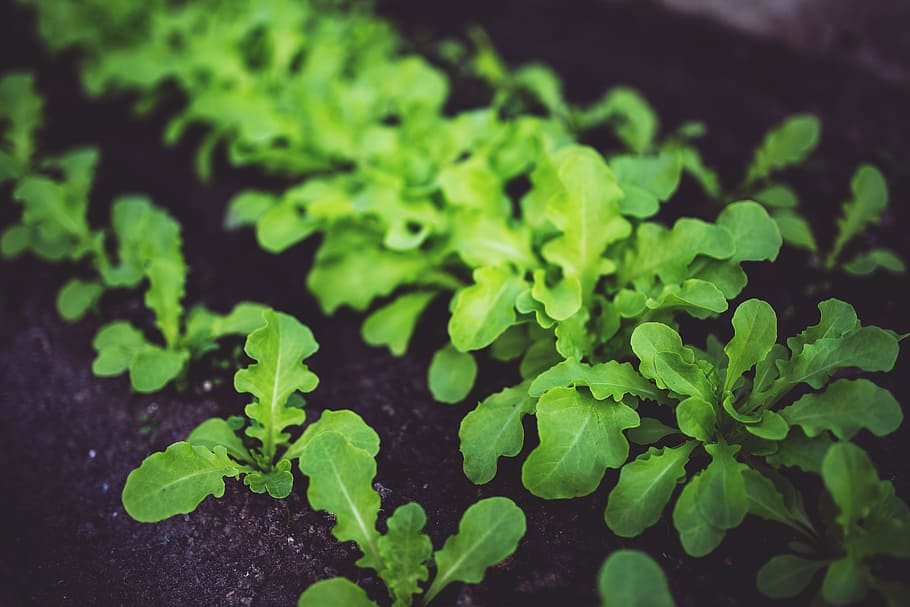 Young salad, botanical, cooking, eco, environment, flora, food HD wallpaper
