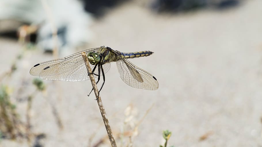 dragonfly, nature, close, insect, animal wildlife, animal wing HD wallpaper