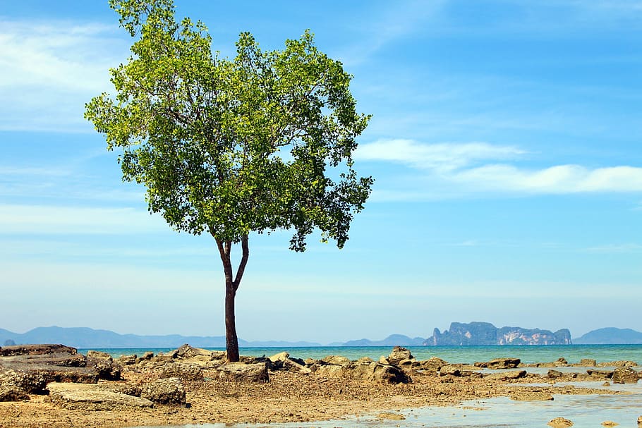 Asia, Tree, Sea, nature, landscape, sky, scenics, outdoors HD wallpaper