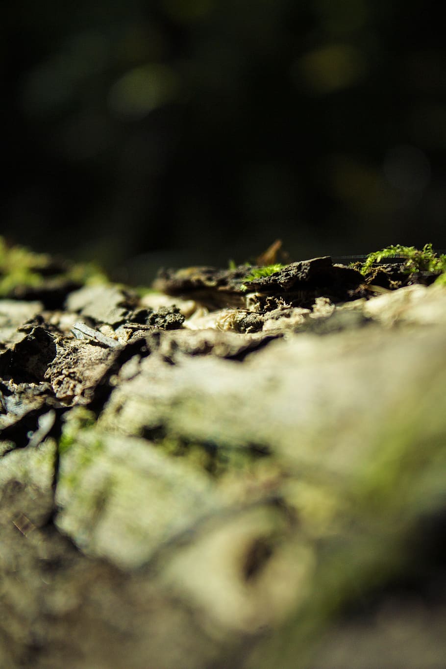 macro, moss, forest, tree, the bark, micro-organisms, forest litter HD wallpaper