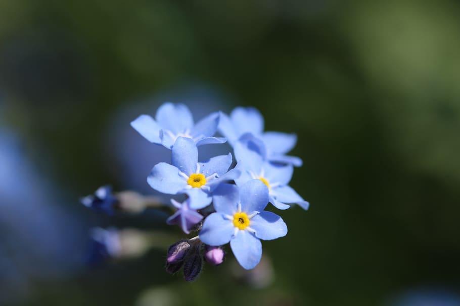 blue forget me not, nature, spring flower, flowering plant, HD wallpaper