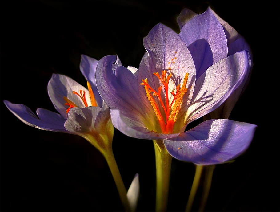 night, summer, flower, flowering plant, petal, fragility, freshness HD wallpaper