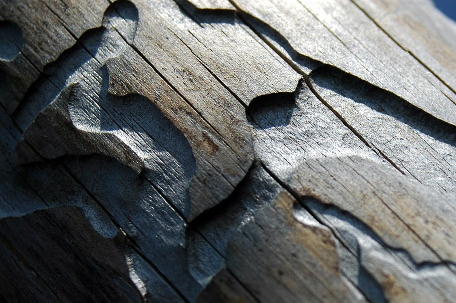 wood, bark beetle, paths, full frame, backgrounds, close-up HD wallpaper