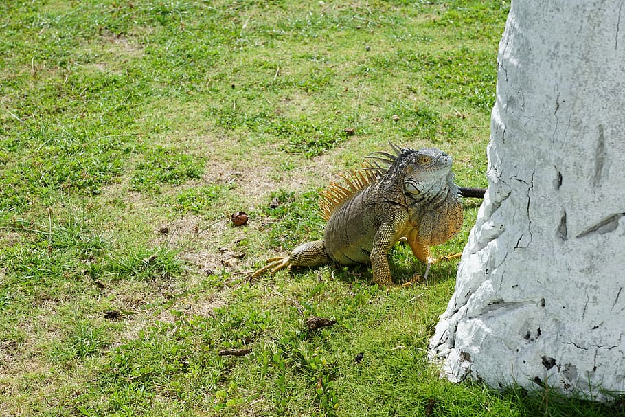 iguana, palm, grass, animal wildlife, animal themes, animals in the wild HD wallpaper