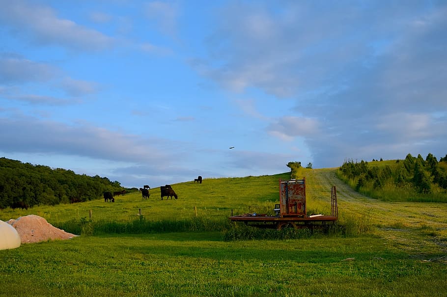 Cows, Farm, Hillside, Grass, Sunset, agriculture, rural, landscape HD wallpaper