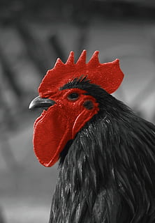 Hahn, Comb, Cockscomb, Gockel, red, poultry, pride, farm, bird HD wallpaper