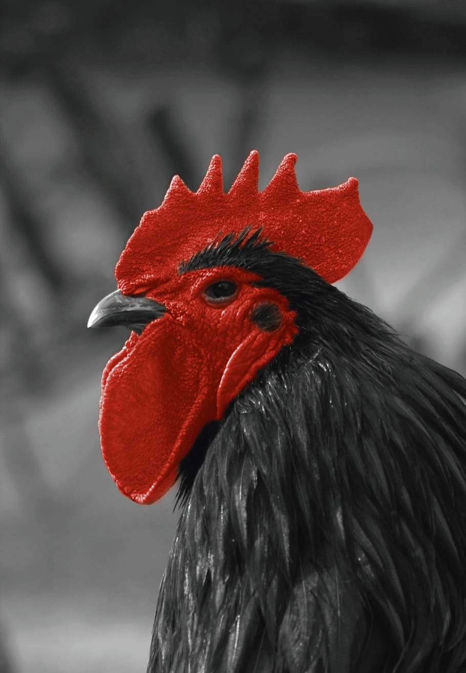 Hahn, Comb, Cockscomb, Gockel, red, poultry, pride, farm, bird HD wallpaper