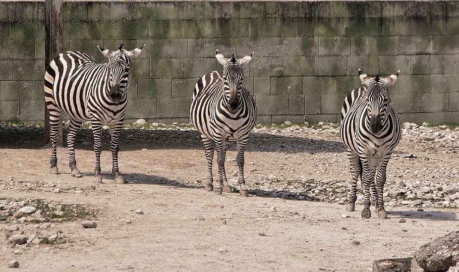 striped, triple, zebra, africa, wildlife, safari Animals, nature HD wallpaper