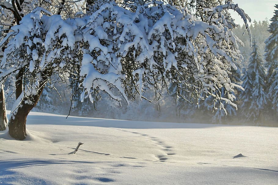 bare tree covered with snow, winter, wintry, winter magic, cold HD wallpaper