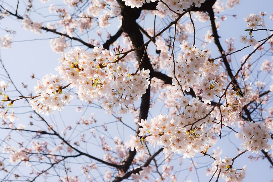 cherry, spring, japan, spring flowers, flowering plant, fragility HD wallpaper