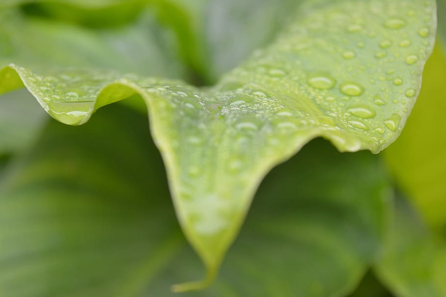leaf, green, sprinkled, water, drop, plant part, wet, close-up HD wallpaper