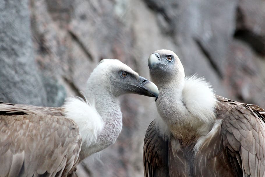 griffon vulture, birds, gyps fulvus, bird of prey, feathered race, HD wallpaper