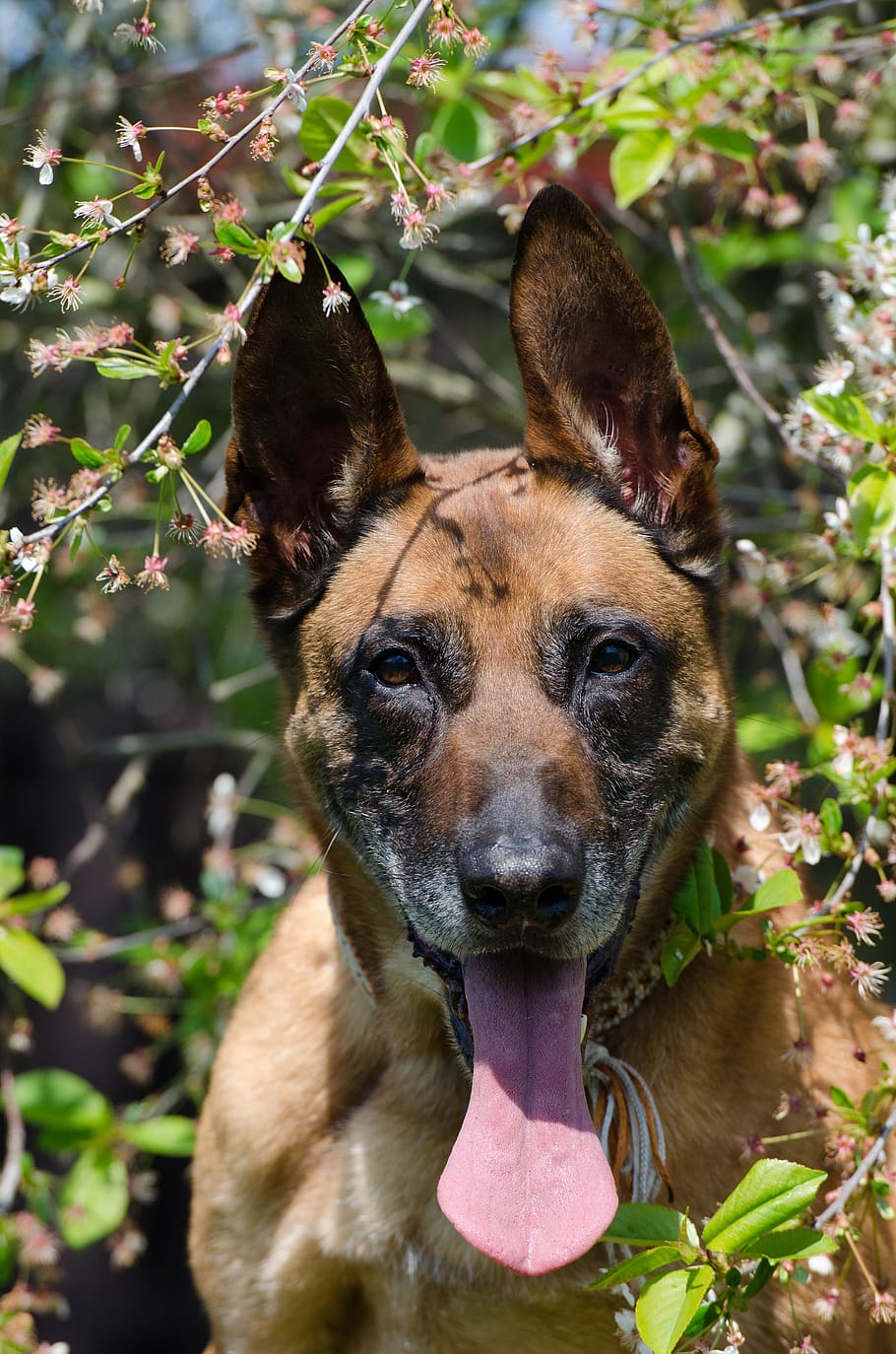 cherry tree, malinois, portrait, one animal, mammal, dog, canine HD wallpaper