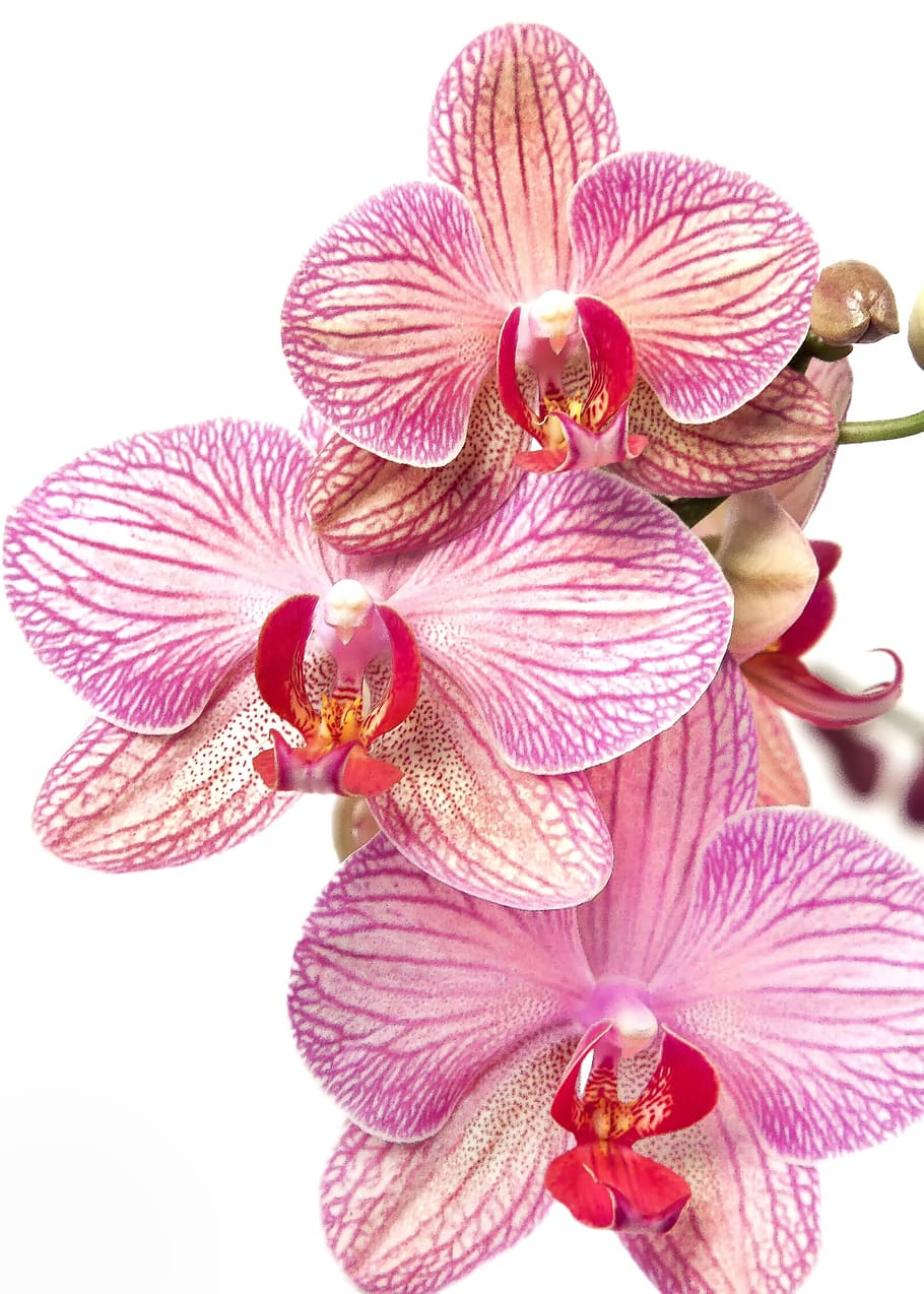 closeup photography of white-and-purple Moth Orchids on white background, HD wallpaper